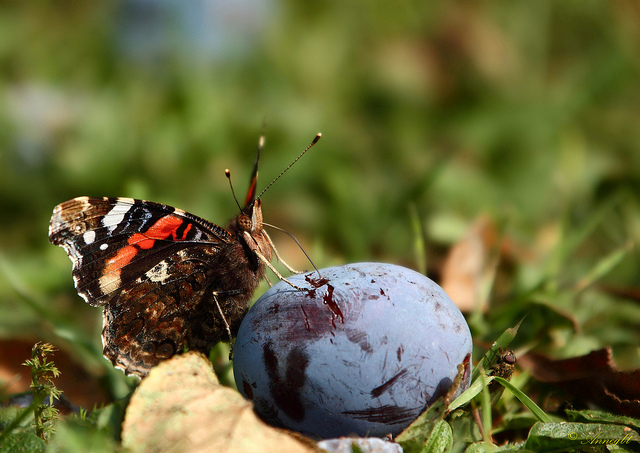 pruneau papillon